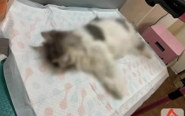 貓咪生病了臨死前表現