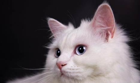 安哥拉草泥兔哪里有賣的