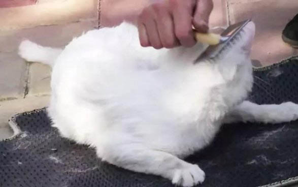 貓咪掉毛的原因有哪些?