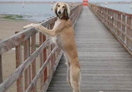 美國水獵犬脾臟大的原因
