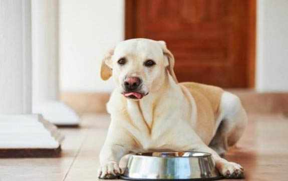 狗狗得犬瘟有哪些癥狀