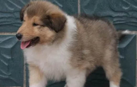 怎么預防蘇格蘭牧羊犬細小病毒