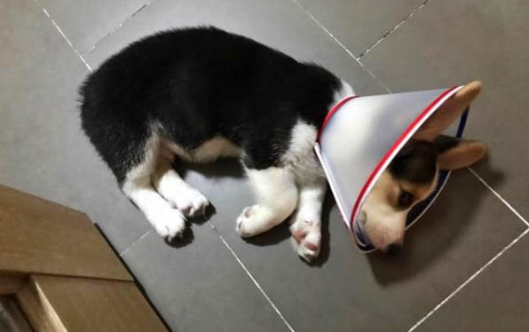 狗狗有皮屑是什么原因