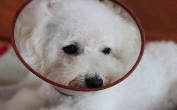 狗狗怎么能去除牙結石