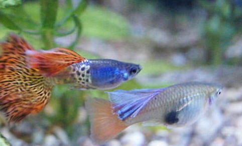 觀(guān)賞魚(yú)的種類(lèi)有哪些