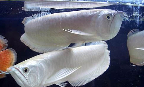 龍魚蒙眼怎么預防