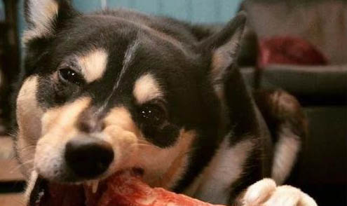 狗狗可以吃米飯嗎