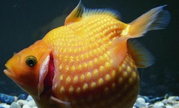 金魚的飼養方法有哪些