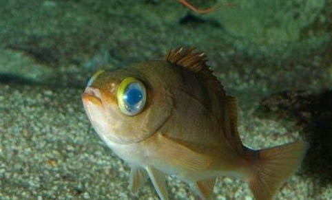 熱帶魚好不好養