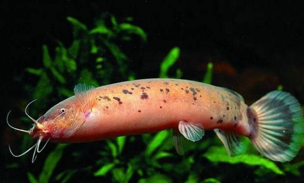 池塘養魚要準備什么