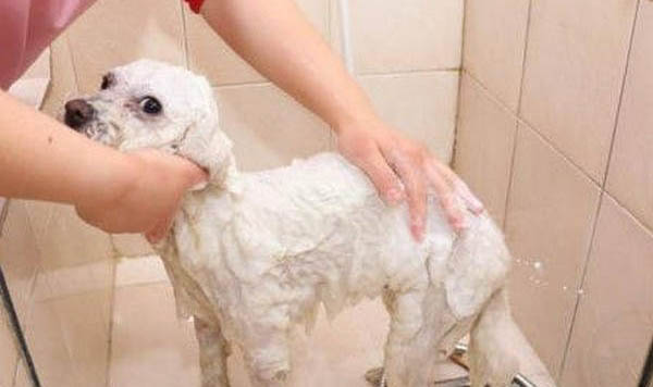 狗狗能不能吃小龍蝦
