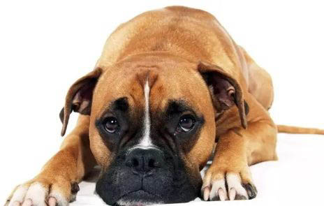 拳師犬打架怎么樣呢