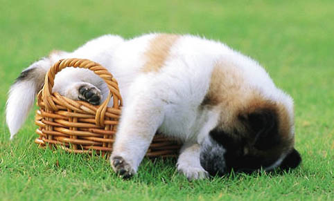 怎么改善狗狗臍疝