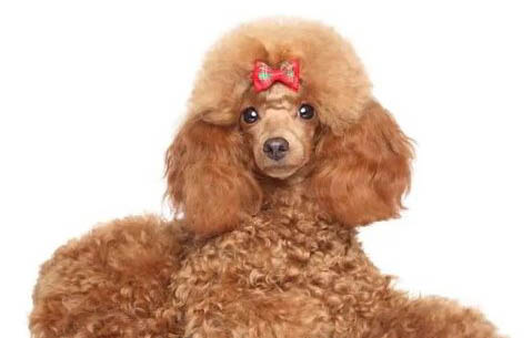 貴賓犬多少錢一只