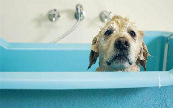 腸炎型犬瘟要治療多久