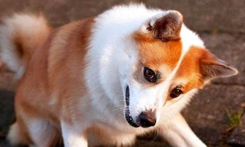 狗狗患了犬瘟熱的癥狀以及治療方法