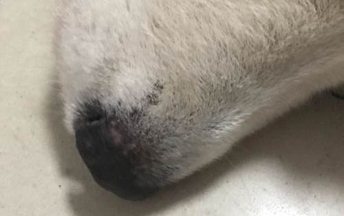 狗低血糖原因