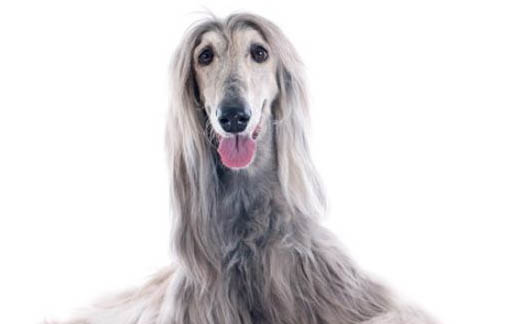 中國禁養(yǎng)阿富汗犬嗎