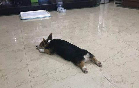 狗狗流清鼻涕怎么回事你知道嗎