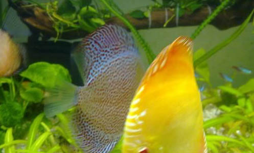 怎么讓養(yǎng)魚的水變清澈