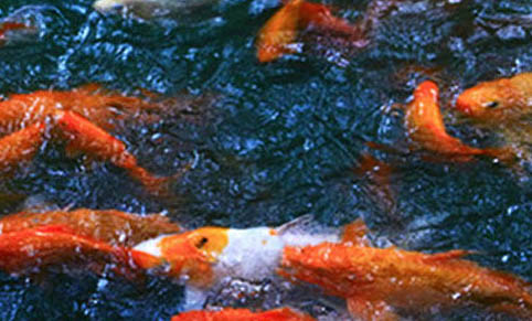 養魚不用氧氣泵可以嗎