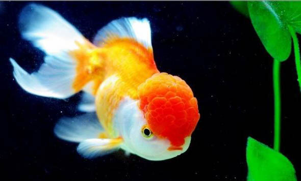金魚趴在缸底不動咋回事?