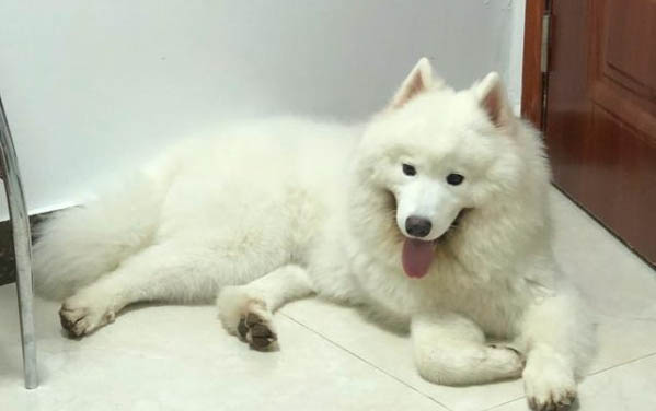 薩摩耶犬分幾種