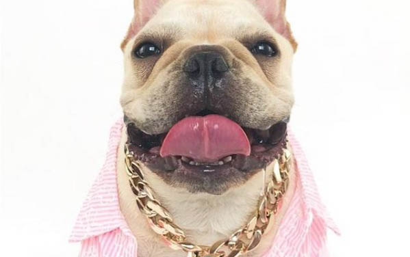 狗狗狗能吃餅干嗎?