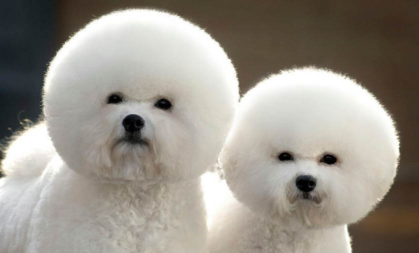 如何制止比熊犬的吠叫