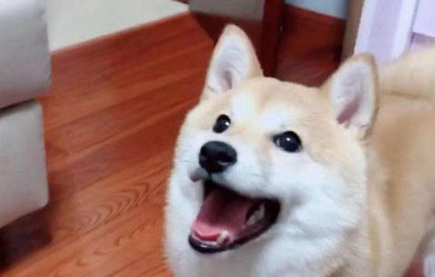 發育狗狗的睡眠與護理