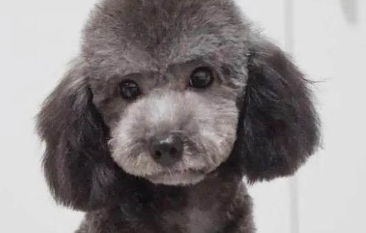 泰迪小狗能自己生嗎?