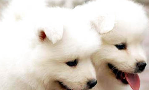 犬瘟的咳嗽要多久能好