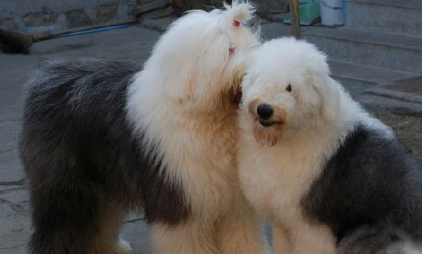 英國古代牧羊犬拉肚子吃什么好