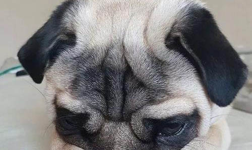 怎么教狗狗去衛(wèi)生間大小便