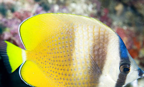 鳳尾魚換水需要注意什么