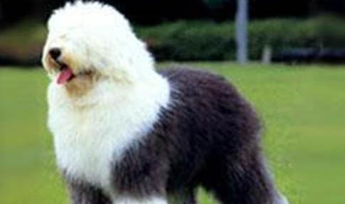 古牧犬智商高嗎