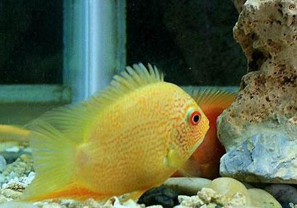 金菠蘿魚的飼養環境