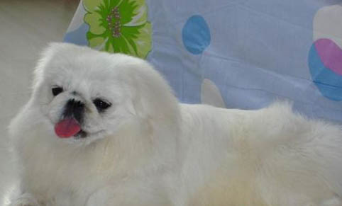 北京犬身體發抖是啥原因