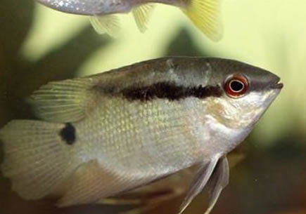 畫眉鳥為什么不叫