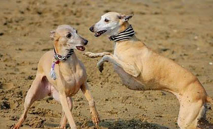惠比特犬吧爪子怎么挑選