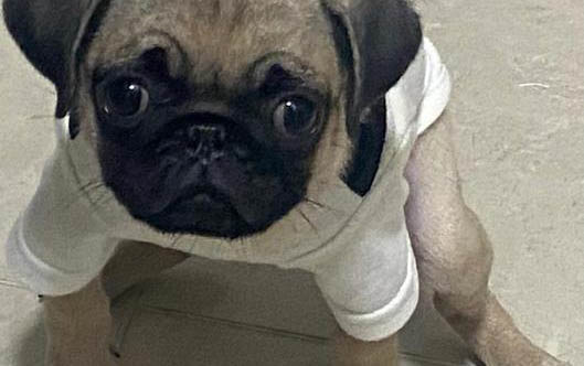 巴哥犬像哮喘一樣的