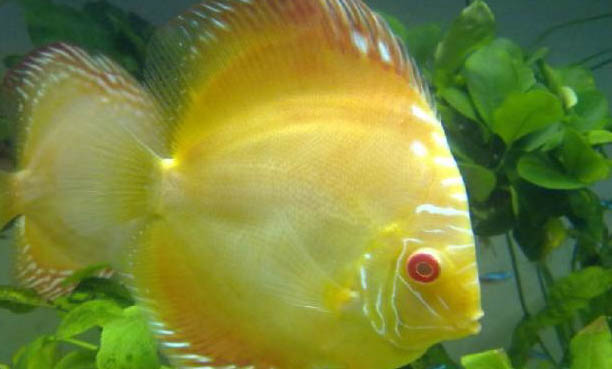 八彩神仙魚發黑怎么辦