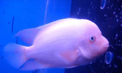 養魚魚缸里水渾濁怎么辦