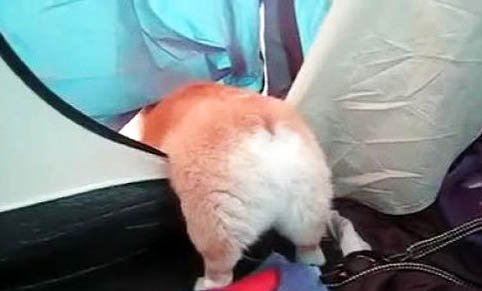 柯基狗狗智商排名