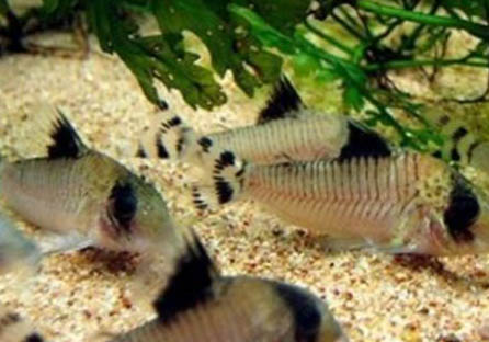 熊貓熱帶魚好養(yǎng)嗎