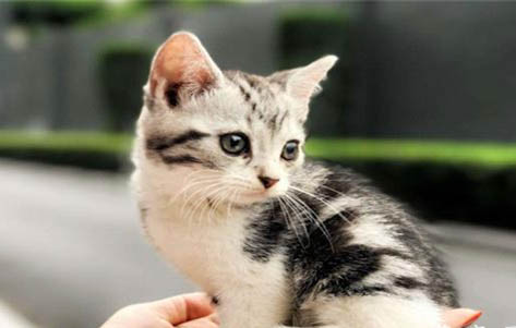 狗狗能不能吃貓條