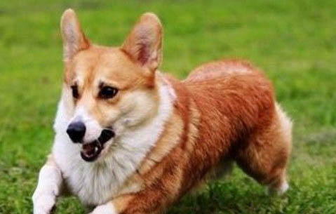 狗狗打嗝是犬瘟嗎