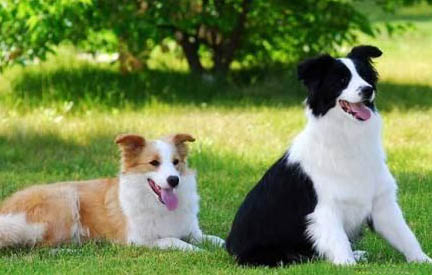 如何判斷狗狗是不是得了犬瘟病毒
