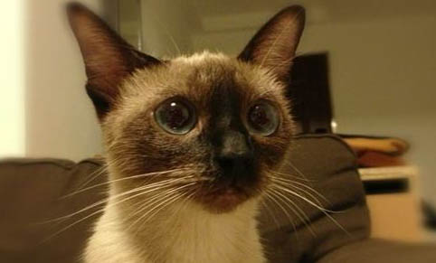 晚上睡覺發現貓吸人氣