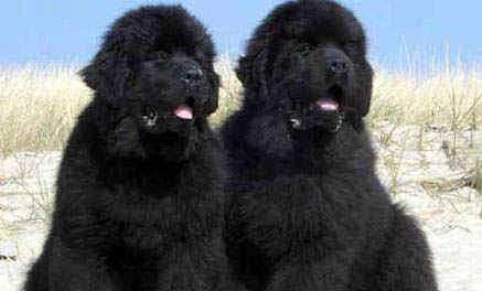 紐芬蘭犬眼睛紅血絲的原因及處理方法